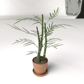 Bamboo Palm Plant